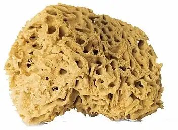 Natural Sponge, brown, 12,5 cm - Accessories